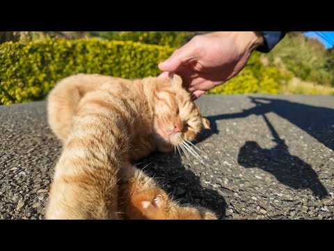 猫島の小学校前にいた茶トラ猫ちゃん、撫でるとすぐに横になってカワイイ