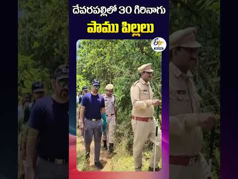 దేవరపల్లిలో 30 గిరినాగు పాము పిల్లలు