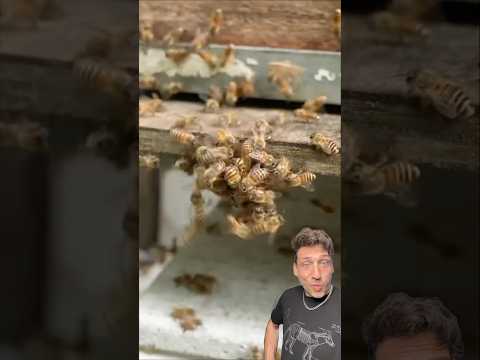 Giant Hornet vs. Bees
