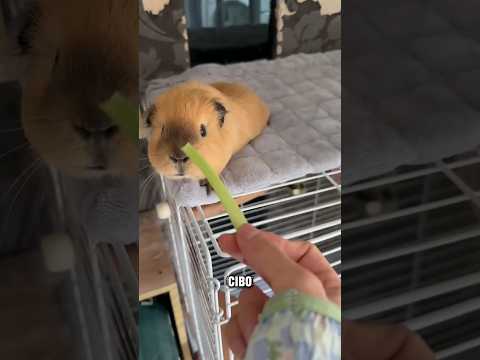 Quale dolce animale mangerà il biscotto? ❤️☺️😋