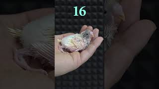 Muhabbet Kuşu Yavrusu 36 Günlük Gelişimi #shorts