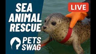 Sea Animal Rescue LIVE – Be a Part of the Mission! 🛟🐬
