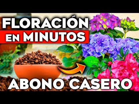 El MEJOR ABONO CASERO para FLORACIÓN en Minutos!! 🌼🌸 Ideal para Plantas y FLORES | Hogar y Jardín