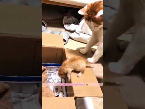 Where's the mother's love..? #cat #cats #shorts