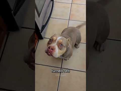 This Dog Is the Father 🐶