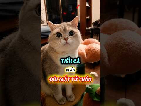 Tiểu Cá và bí ẩn đôi mắt tử thần #viral #viralreels #viralshorts