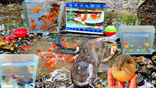 Looking for colorful ornamental fish, koi fish, catfish, puffer fish, betta fish, nemo fish lobsters