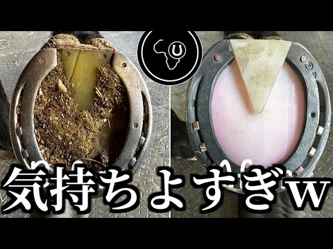 馬の足を掃除する動画がストレス解消すぎるw w w w w