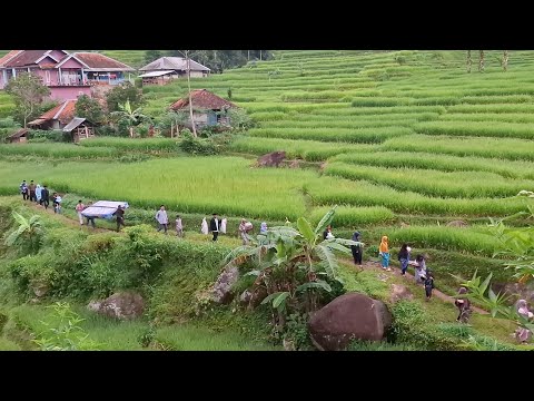 Penuh Perjuangan Antar Pengantin Melewati Sawah Indah Di Pelosok Kampung, Pernikahan Viral Di Desa