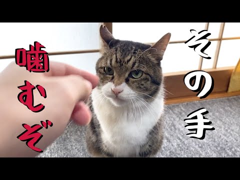 手を出したら絶対に噛み付いてくる我が家の猫たち