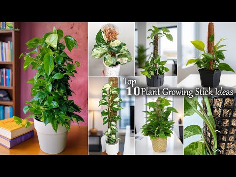 Top 10 Plant Growing Stick Ideas | Plant Growing Sticks for Stronger, Healthier Plants//GREEN PLANTS
