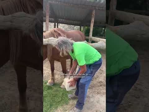 ¿Le puedo dar sal a mi caballo?🐴