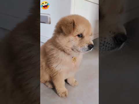 full acting ๐๐ dog#puppy