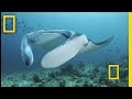 Manta Rays and Marine Conservation