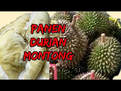 PANEN DURIAN MONTONG GAES