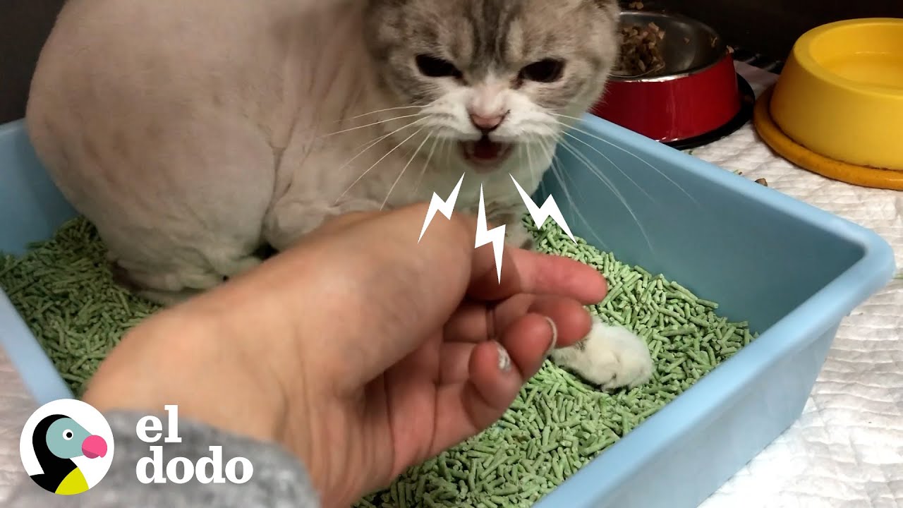 Gato etiquetado como agresivo por su dueño anterior resulta ser el más amoroso