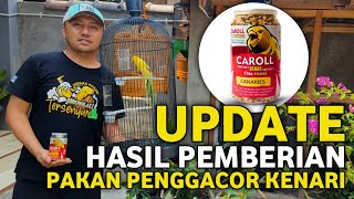 BERKAT PAKAN INI KENARI AKHIRNYA GACOR‼️KENARI MACET BUKAN MASALAH LAGI
