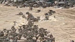 Hippo trying to stop herd from crossing goes wrong