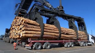 Dangerous Fastest Chainsaw Tree Felling Cutting, Biggest Logging Wood Truck & Wood Sawmill Machines