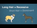 Exploring the Science of Dog Genetics