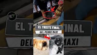 El Triste Final del Perro Maxi