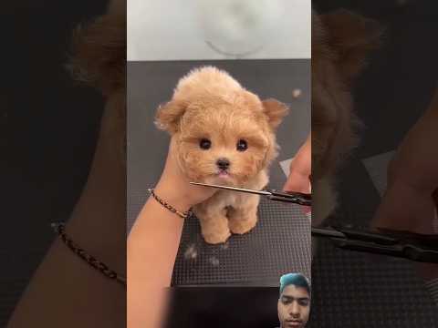 Cute puppy #dog #puppy #doglover #pomeranian #pets #funny #neymar #freefire #haaland