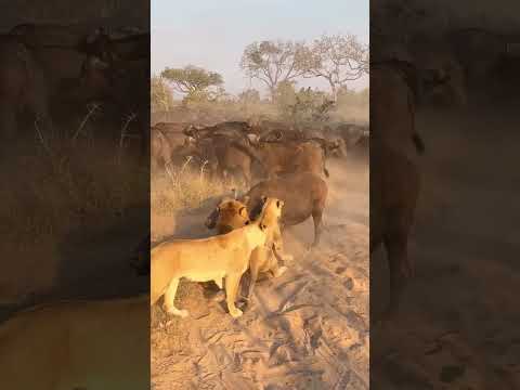safari Maasai Mara #subscribe #wildlife #masaimaranationalpark #safari #africansafari