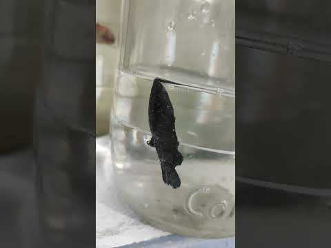 மீன் கருவாடு ஆயிடுச்சு | betta fish jumped