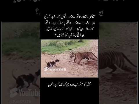 Tiger Attack On Dog 🥺 #shorts #quotes #youtubeshorts #viralvideo