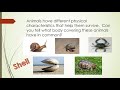 Animal Characteristics and Habitats