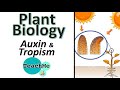 Auxin and Plant Growth Responses