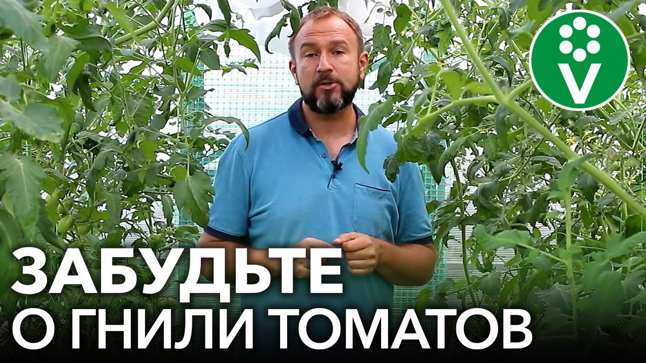 Суперсмесь от вершинной гнили томатов!