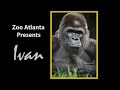 Ivan the Gorilla: A Journey at Zoo Atlanta