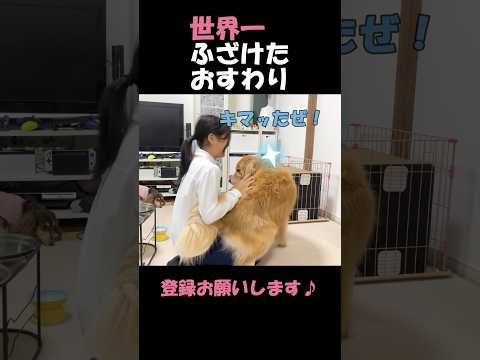 世界一ふざけたおすわりをドヤ顔でキメる大型犬クッキー#goldenretriever #dog #箱入りクッキーはゴールデンレトリバー