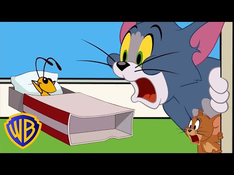 O problema com grilo | Tom & Jerry em Português 🇧🇷 | Brasil | @WBKidsBrasil