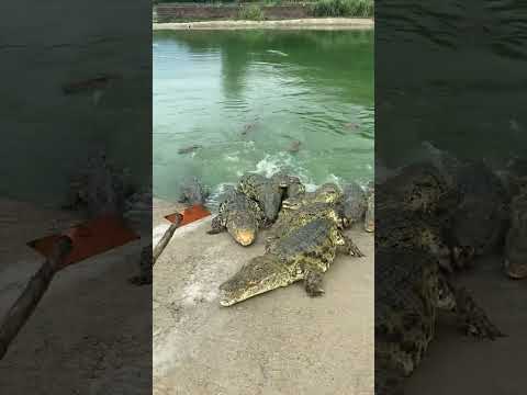 #crocodile #alligator #florida #everglades #miami #usa #travel #wildlife #nature #crocodiles