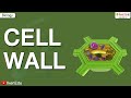 Plant Cell Wall Structure and Function