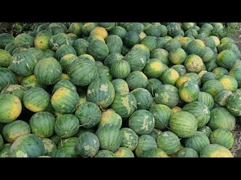 Last Harvest ng Aming Pakwan at Pagbunot ng Punuan for Next Cropping