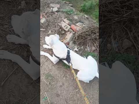 Dogo👺 Argentino Mess😱 with🔥 Street Dog🔥Renjo in Attacking mode #dogs #doglover #shorts #pets