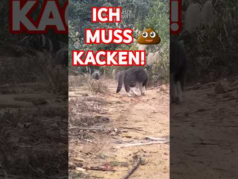 KATZE FLITZT AUFS KATZENKLO!๐น #shorts von @Arschbulette ๐ฃ๐ค #funny #humor #memes #cat #arschbulette