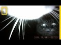 The Secret Lives of House Cats