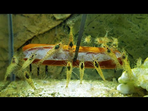 Ep. 2.5 Igloo Tank (Hot Dog & Sushi Feeding Frenzy)