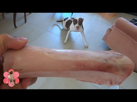 Mis pitbulls prueban un MOUNSTRUOSO hueso de tuétano | ASMR