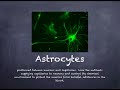 Neuroscience Concepts and Functions