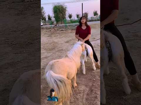 #ytshorts t#horse #horseriding #horselover #animal