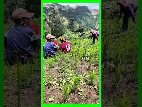 Farming Rice Organic In High Mountains #satisfying  #rice