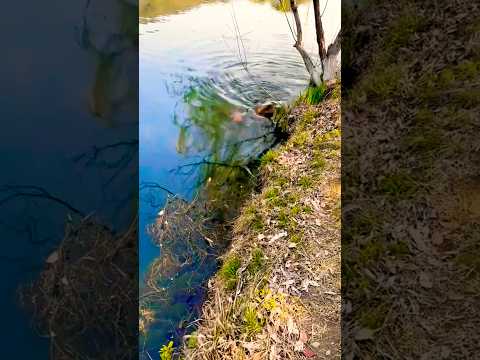 Що вони витворяють😱#fishing #carpfishing #carp#нерест#короп #рибалка #весна #рыбалка #спінінг