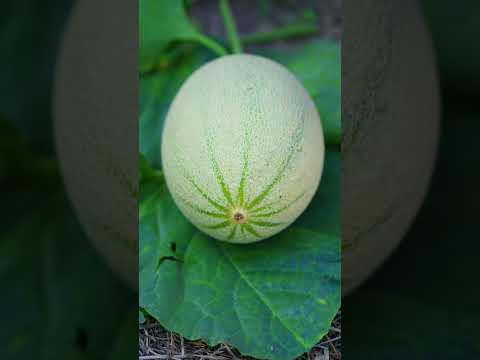 Beautiful Nature with Rural Life - Fresh fruit is part of my life