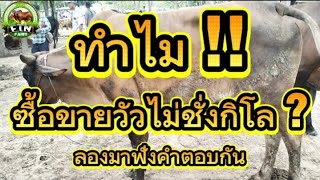 ทำไม !! ซื้อขายวัวไม่ชั่งกิโล ? ลองมาฟังคำตอบจากคนที่สร้างตลาดจากรุ่นสู่รุ่นกันได้เลย