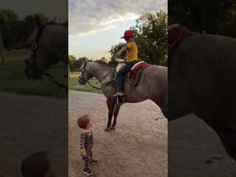 Caballo muy noble se deja montar #caballo #short #cuaco